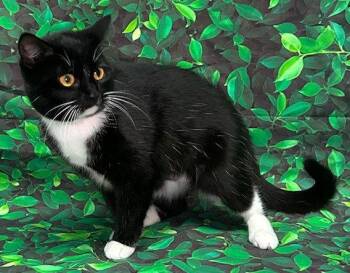 Domestic Short Hair Cats Available for Adoption in Wetumpka, Alabama - 260359  Vesta | PetCurious