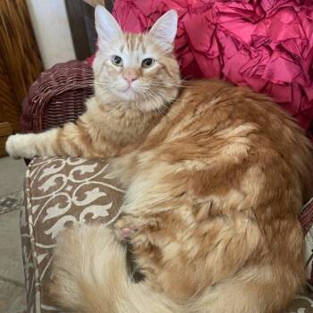 Rescue Domestic Short Hair Cats for Adoption in Los Angeles, California - Frank | PetCurious