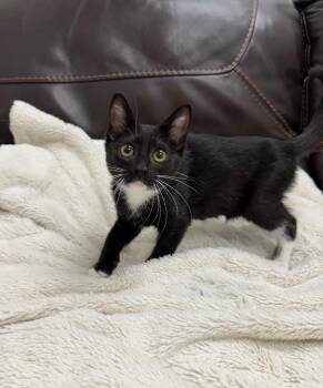 Melanie -  Domestic Short Hair Cat for Adoption in Newberg, Oregon - Melanie | PetCurious