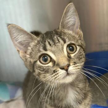 Uno -  Domestic Short Hair Cat for Adoption in East Hanover, New Jersey - Uno | PetCurious