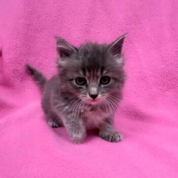 Yacht -  Domestic Medium Hair Cat for Adoption in Jupiter, Florida - Yacht | PetCurious