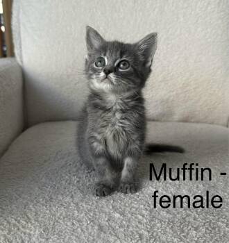 Rescue Domestic Medium Hair Cats for Adoption in Crystal Lake, Illinois - Muffin | PetCurious