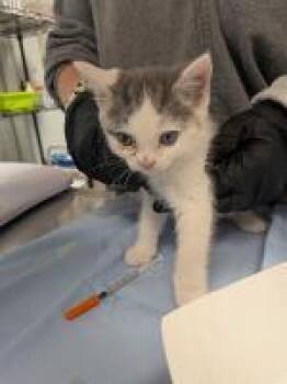MP3 -  Domestic Short Hair Cat for Adoption in Cincinnati, Ohio - MP3 | PetCurious