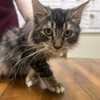 Domestic Medium Hair Cats Available for Adoption - Falafel | PetCurious