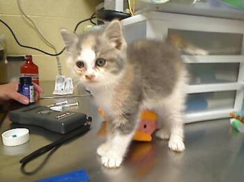 ROLLIE -  Domestic Short Hair Cat for Adoption in Cookeville, Tennessee - ROLLIE | PetCurious
