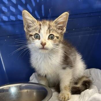 Stray - Lawson Chapel Church Rd -  Domestic Short Hair Cat for Adoption in Roxboro, North Carolina - Stray - Lawson Chapel Church Rd | PetCurious