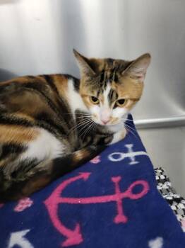 Domestic Short Hair Cats Available for Adoption in Medford, Wisconsin - Nyx | PetCurious