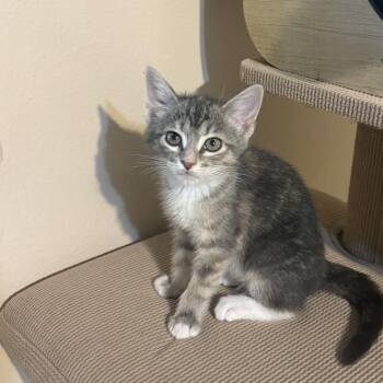 Oriental Tabby Cats Available for Adoption - Artemis | PetCurious