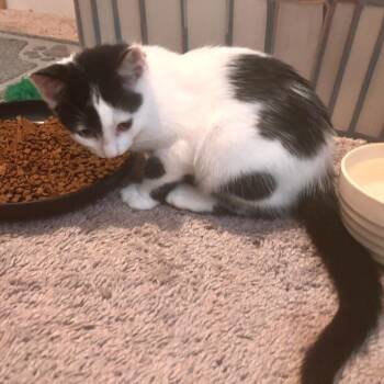 Reese -  Domestic Short Hair Cat for Adoption in Brownsboro, Alabama - Reese | PetCurious