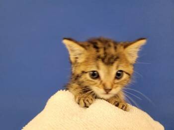 LOGAN -  Domestic Short Hair Cat for Adoption in Albuquerque, New Mexico - LOGAN | PetCurious