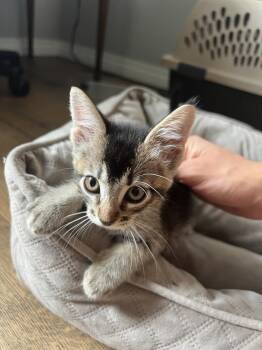Mayhem -  Abyssinian Cat for Adoption in San Diego, California - Mayhem | PetCurious