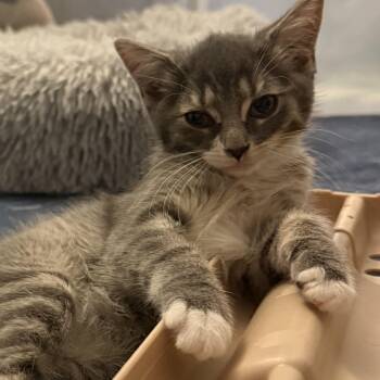 Emily -  Domestic Short Hair and Tabby Cat for Adoption in Germansville, Pennsylvania - Emily | PetCurious