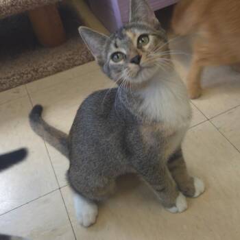 Tuberculosis -  Domestic Short Hair Cat for Adoption in Warwick, Rhode Island - Tuberculosis | PetCurious