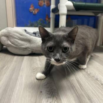 Ace -  Domestic Short Hair Cat for Adoption in St. Louis, Missouri - Ace | PetCurious