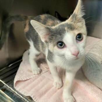 Matcha -  Domestic Short Hair Cat for Adoption in Dayton, Ohio - Matcha | PetCurious