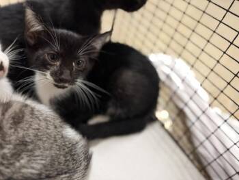 CANDY -  Domestic Short Hair Cat for Adoption in Doral, Florida - CANDY | PetCurious