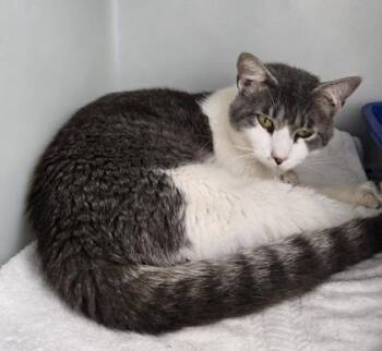 Gandalf 1163-26 -  Domestic Short Hair Cat for Adoption in Cumming, Georgia - Gandalf 1163-26 | PetCurious