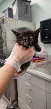 Mango -  Domestic Long Hair Cat for Adoption in Athens, Tennessee - Mango | PetCurious