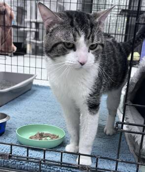 Flutter -  Domestic Short Hair Cat for Adoption in Youngstown, Ohio - Flutter | PetCurious