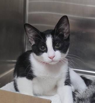 Marshmellow -  Domestic Short Hair Cat for Adoption in Mission Viejo, California - Marshmellow | PetCurious