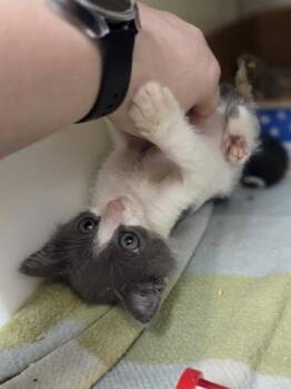 Hail Mary -  Domestic Short Hair Cat for Adoption in Westland, Michigan - Hail Mary | PetCurious