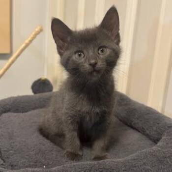 Domestic Short Hair Cats Available for Adoption - Spaghetti | PetCurious