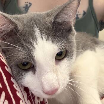 Dagoth Ur -  Domestic Short Hair Cat for Adoption in Inwood, West Virginia - Dagoth Ur | PetCurious