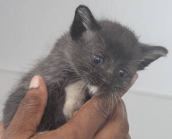 miley -  Domestic Short Hair Cat for Adoption in Lawrenceville, Georgia - Miley | PetCurious