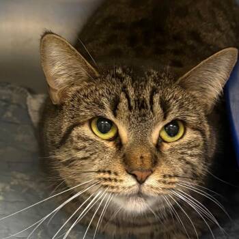 Lily -  Domestic Short Hair Cat for Adoption in East Hanover, New Jersey - Lily | PetCurious