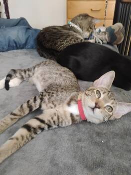 Trixie -  Tabby and Domestic Short Hair Cat for Adoption in Glendale, Arizona - Trixie | PetCurious