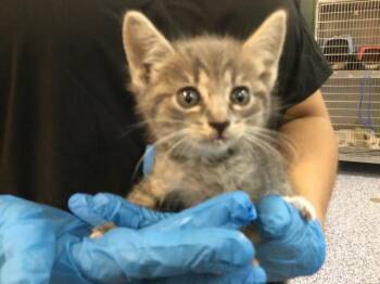 Domestic Short Hair Cats Available for Adoption in Thousand Palms, California - A1916764 | PetCurious
