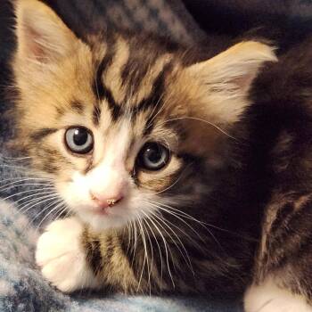 Heath K45707 -  Domestic Medium Hair Cat for Adoption in Corsicana, Texas - Heath K45707 | PetCurious