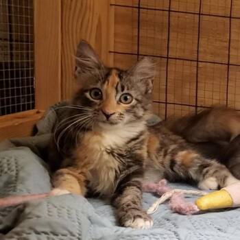 Curly Sue -  Domestic Medium Hair and Calico Cat for Adoption in Columbia, South Carolina - Curly Sue | PetCurious
