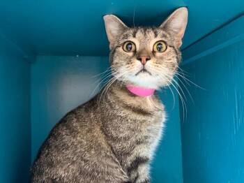 Maya -  Tabby Cat for Adoption in Powell, Ohio - Maya | PetCurious