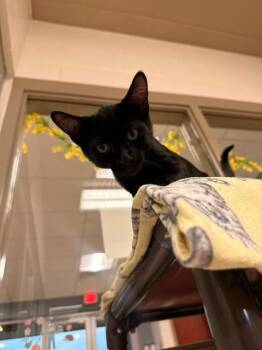 Scary -  Domestic Short Hair Cat for Adoption in Fayetteville, Arkansas - Scary | PetCurious