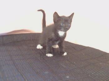 Rescue Domestic Short Hair Cats for Adoption in Sacramento, California - NASUS | PetCurious