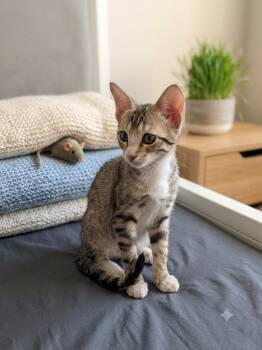 Gavin -  Tabby Cat for Adoption in Fort Myers, Florida - Gavin | PetCurious