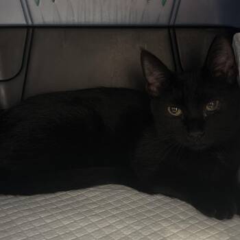 Serapede -  Domestic Short Hair Cat for Adoption in West Palm Beach, Florida - Serapede | PetCurious