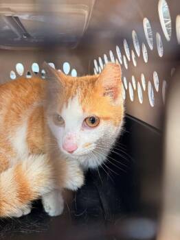 Traffic Cone -  Domestic Short Hair Cat for Adoption in Cincinnati, Ohio - Traffic Cone | PetCurious
