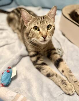 Mama Misty -  Domestic Short Hair and Tabby Cat Available for Adoption in Frisco, Texas - Mama Misty | PetCurious