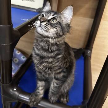 Rescue Domestic Long Hair Cats for Adoption in Eaton Rapids, Michigan - Bamboo Shoot 55397 | PetCurious