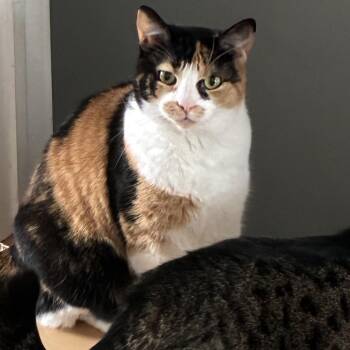 Caline -  Calico Cat for Adoption in Saint-jacques, Quebec - Caline | PetCurious