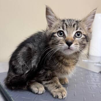 Domestic Short Hair Cats Available for Adoption in Birmingham, Alabama - Kevin | PetCurious