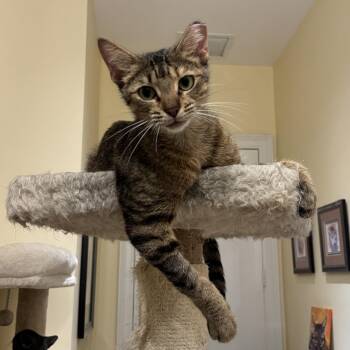 Essie -  Domestic Short Hair Cat for Adoption in Hopkinton, Massachusetts - Essie | PetCurious