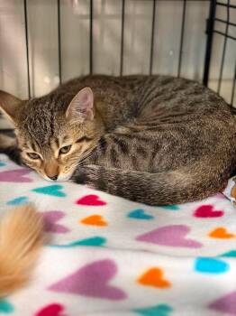 Ollie -  Tabby and Domestic Short Hair Cat for Adoption in Walnut Creek, California - Ollie | PetCurious