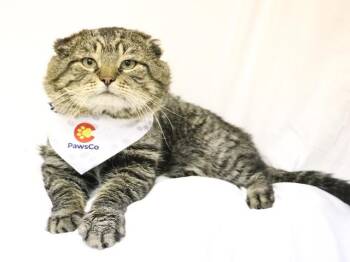 Domestic Short Hair Cats Available for Adoption in Denver, Colorado - Van Gogh | PetCurious