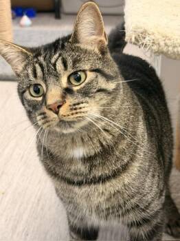 Aries -  Domestic Short Hair Cat for Adoption in Allegan, Michigan - Aries | PetCurious