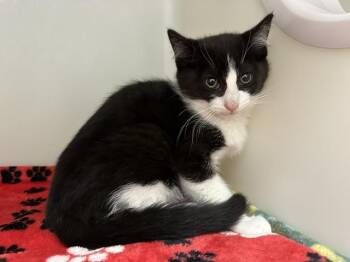 FINCH -  Domestic Short Hair Cat Available for Adoption in Mckinleyville, California - FINCH | PetCurious