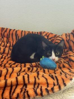 Rescue Tuxedo Cats for Adoption in Parlier, California - Cat 27278 (Cody) | PetCurious