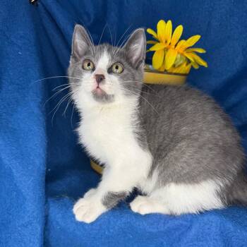 Snuggles -  Russian Blue and Domestic Short Hair Cat for Adoption in Mount Vernon, Illinois - Snuggles | PetCurious